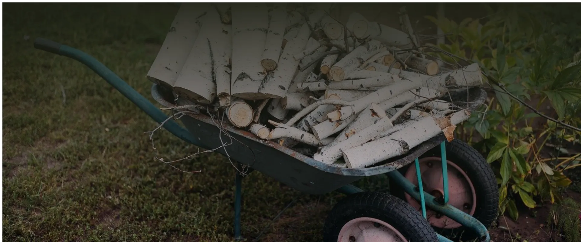 Welche pflegeleichten Pflanzen eignen sich für Anfänger im Garten?