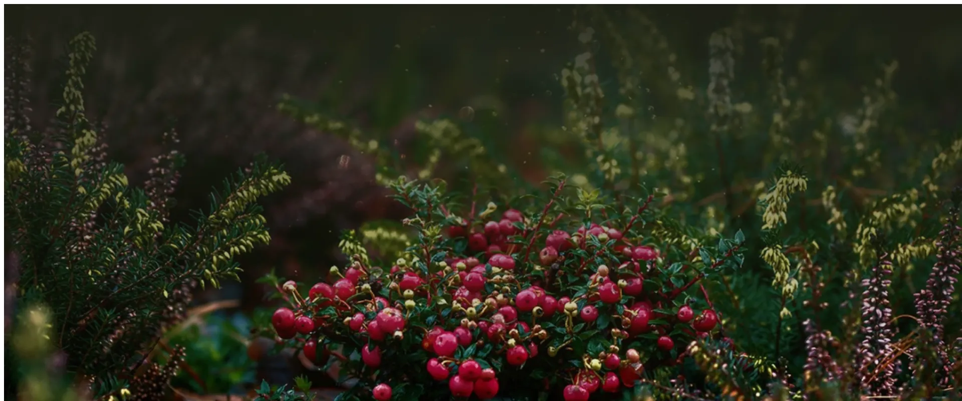 Welche Blumenarten bringen das ganze Jahr über Farbe in den Garten?