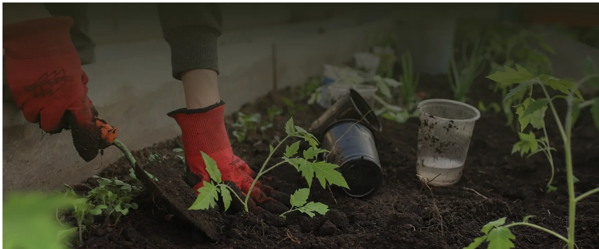 Welche Bodendecker helfen, den Garten vor Unkraut zu schützen?