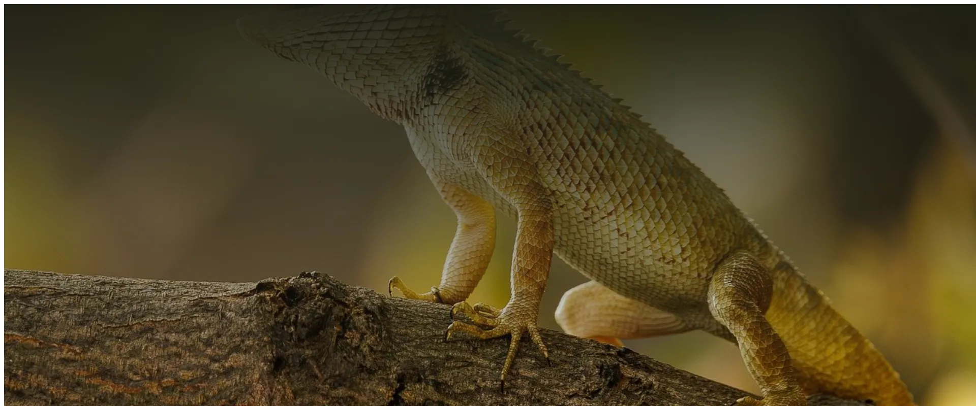 Welche Pflanzen eignen sich für einen pflegeleichten Garten im Schatten?